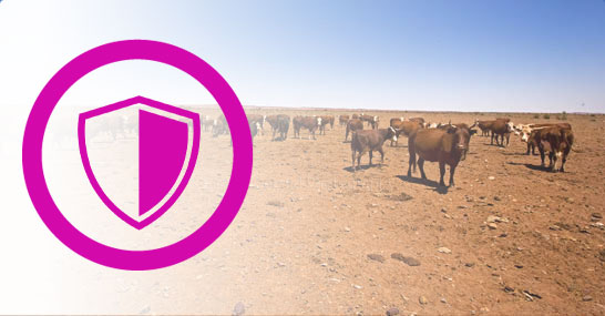 king-island-fodder Donate to cyclone jasper